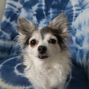 Meet your Posher, Lucy